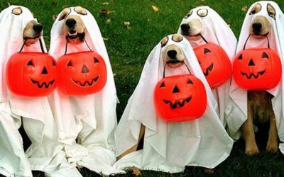 Raypet’s Top Five Favorite Halloween Dog Costumes