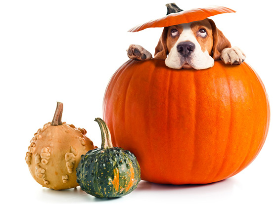 Pumpkin Recipes for Dogs