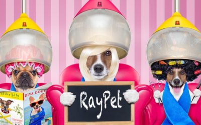 What’s New with Raypet?