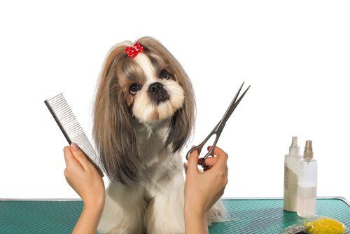 Upkeep Grooming Tips for In-Between Grooming Appointments