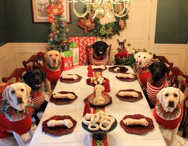 Holiday food that is bad for your dogs
