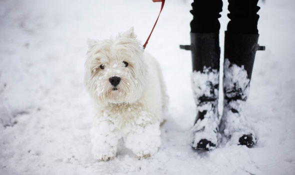 Winter Grooming Tips for your Dog