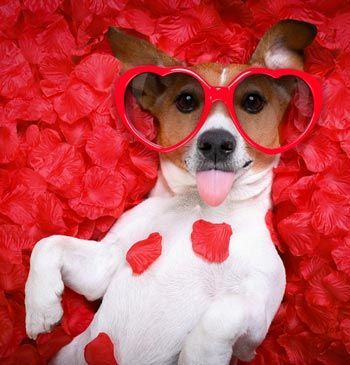 Pawfect Valentine’s Day Doggie Date
